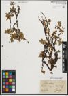 Foto von Salix retusa L.